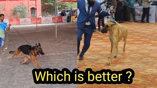 German ShepherdvsGreat Dane obedience trials| International Dog Show Chennai 2024|Nature's Profile|