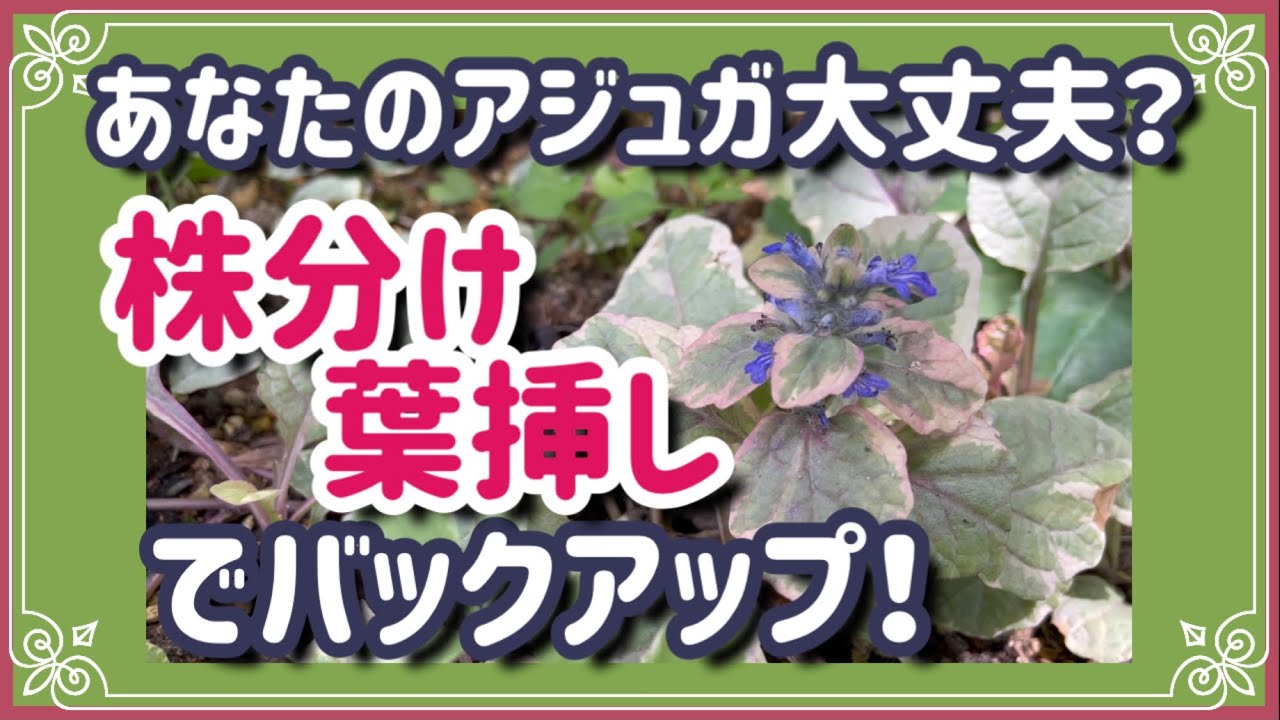 大事な宿根草を守ろう 蒸れ死にする前にバックアップ 梅雨対策 斑入りアジュガの株分け 葉挿し Youtube