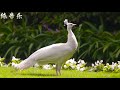 刘英唢呐《百鸟朝凤》Liu Ying (Suona) - A Hundred Birds Paying Homage to the Phoenix 莺歌燕舞，鸟语花香，生机勃勃的大自然景象