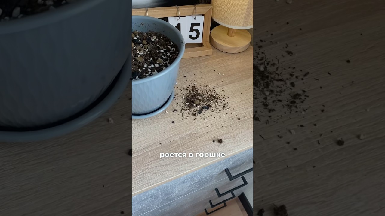 Как защитить цветы от кошки? #домашниерастения #растения #plants