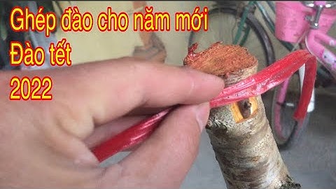Chia sẻ cách ghép đào tết cho năm mới 2022.thật tâm nhất rễ làm nhất