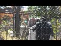 飯田市立動物園のコンドル「ドルチェ　アンアン」 の動画、YouTube動画。