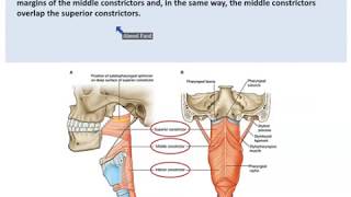 Anatomy of the Pharynx - Dr. Ahmed Farid