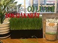 CÁCH TRỒNG CỎ LÚA MÌ ĐƠN GIẢN NHẤT - Easiest Way to Grow Wheatgrass in 7 Days