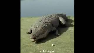Breaking Bad Gus And Exploding Alligator
