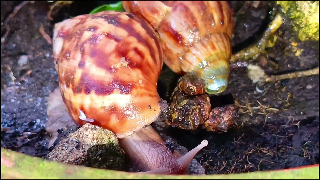 A group of snails are on top of a flower pot 