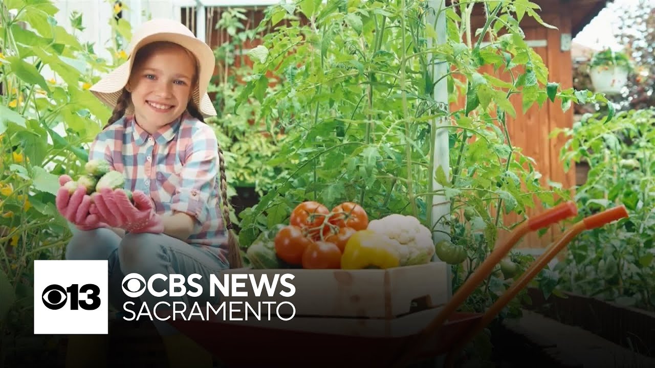 Experimenting with asparagus spears | Just for Kids!