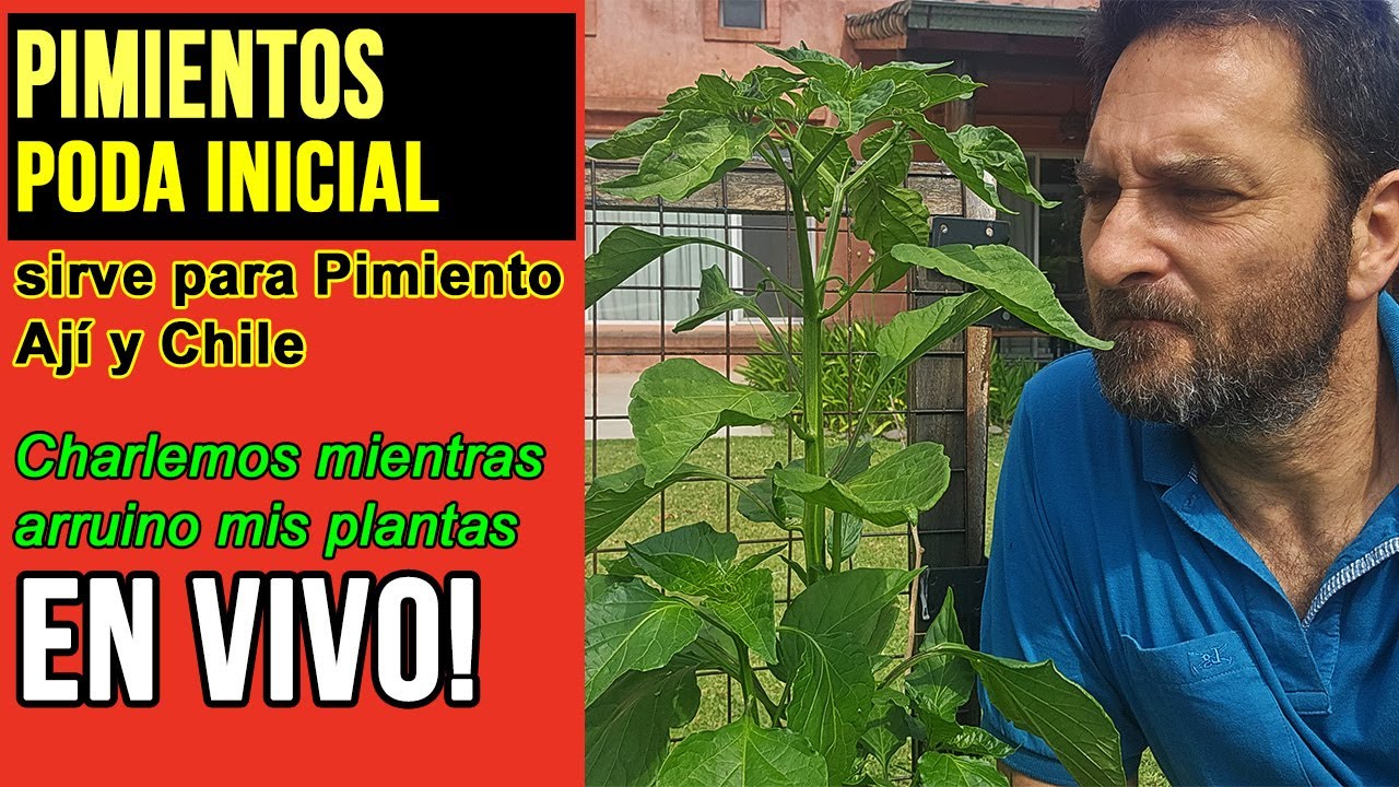 Poda de pimientos  EN VIVO #IRL #VIVO
