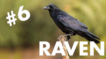 Filter as a voice & AM over all voices // birdkids RAVEN prototype patches #6