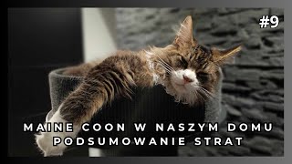 Kot Maine Coon w naszym domu  podsumowanie strat