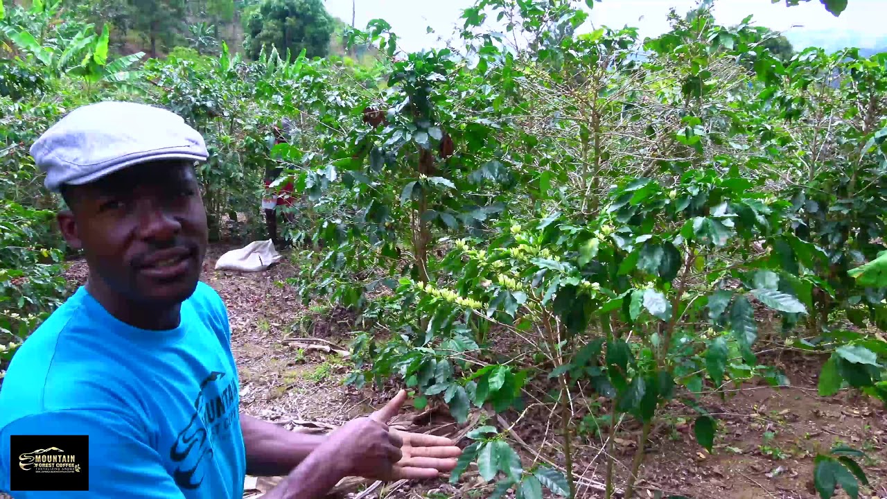 Miguel maintaining the coffee trees on the farm in Jamaica Blue