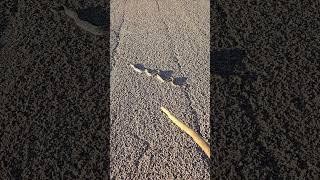 Rizzo Saves a Non Venomous Snake From Becoming Roadkill