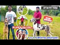 Great dane kennel Vlog - Imported Lineage Stud Male & Puppy Sales | Attur Pet | Greatdane Dog Farm|