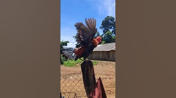 gà rừng bây đập cánh hay quá ae ơi.qaib qus ya ntxuaj ti zoo tiag tiag