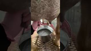 goats farm milk How To Write SEO Optimized Website...YouTube