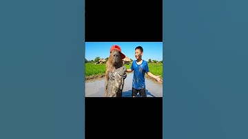 Capy cùng anh đi bắt cá thật dễ thương các bạn ạ #capybara #vuive #giaitri #cuocsongcuacapy