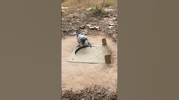 Wonderful bird trap using paper #shorts