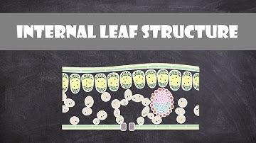 Internal Structure of a Leaf | Plant Biology