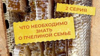 2 серия. Что необходимо знать о пчелиной семье