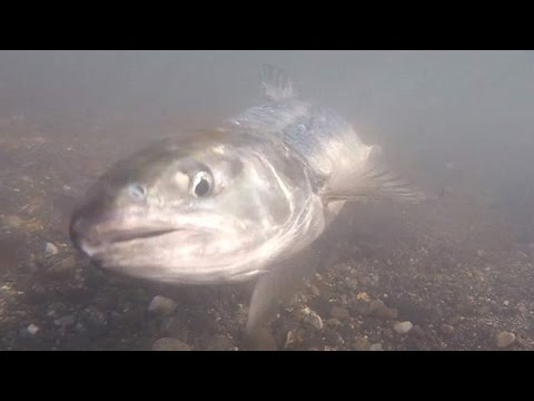 利根川のサケ、川底のバトル　埼玉県行田市の利根大堰周辺