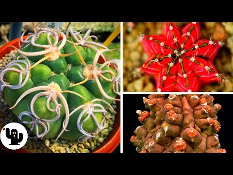 Vídeo: Que Tipo De Cacto é Um Hymnocalycium?