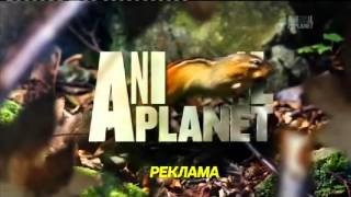 Все рекламные заставки (Animal Planet, 2015-2016)