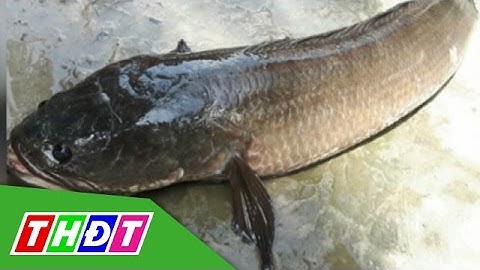 Bắt được cá lóc nặng gần 7 kg | THDT