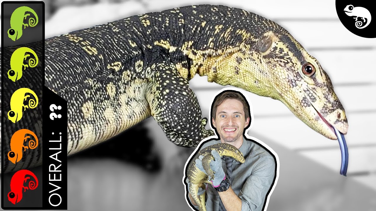 asian water monitor lizard pet