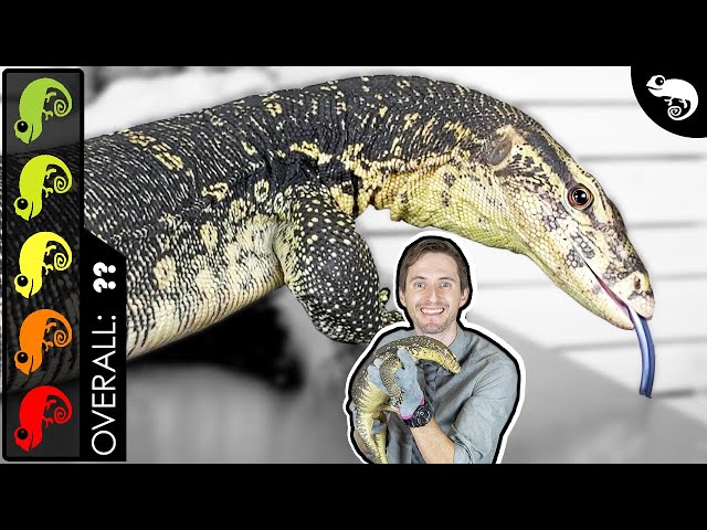 Asian Water Monitor, The Best Pet Lizard?