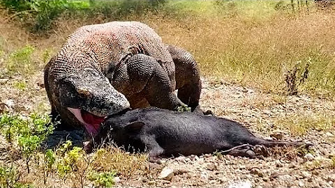 today! komodo nature swallow whole a baby pig-wildboars in the forest