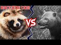 38💥Raccoon Dog vs Bush Dog [Part 1] ANIMAL BATTLE