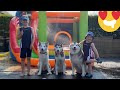 HUSKIES & BABY POOL PARTY TIME!!! [CUTEST VIDEO EVERR!!!]