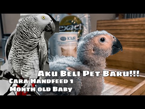 My African Grey Parrot | Hand Feeding 1 month old African Grey Parrot | Malaysia