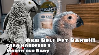 My African Grey Parrot | Hand Feeding 1 month old African Grey Parrot | Malaysia