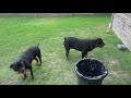 Dogs in the yard
