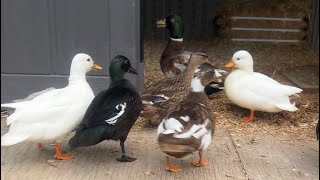 My Pet Ducks Bed Time Routine🦆