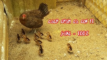 Gà rừng con f1 .mới nở cho các bạn xem