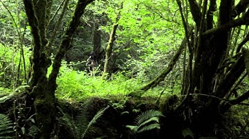 Tree Keeper Official Trailer HD