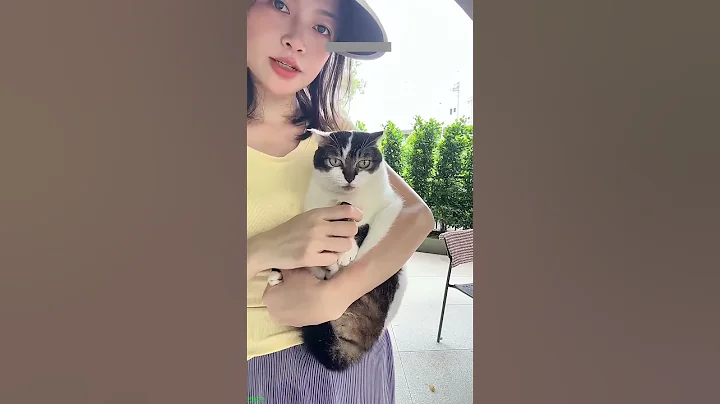 Video 11130701: funny cat talking, cat dog fight funny, funny cat jumping