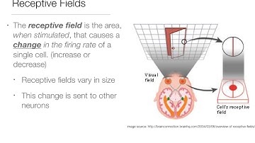 Multimodal Perception #2: The Brain