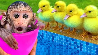 Funny Videos and Cutest Babies BonBon Monkey Playing With Baby Puppy And swimming With Cute Bunny
