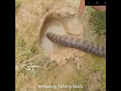 Vidéo: Pêche Au Serpent