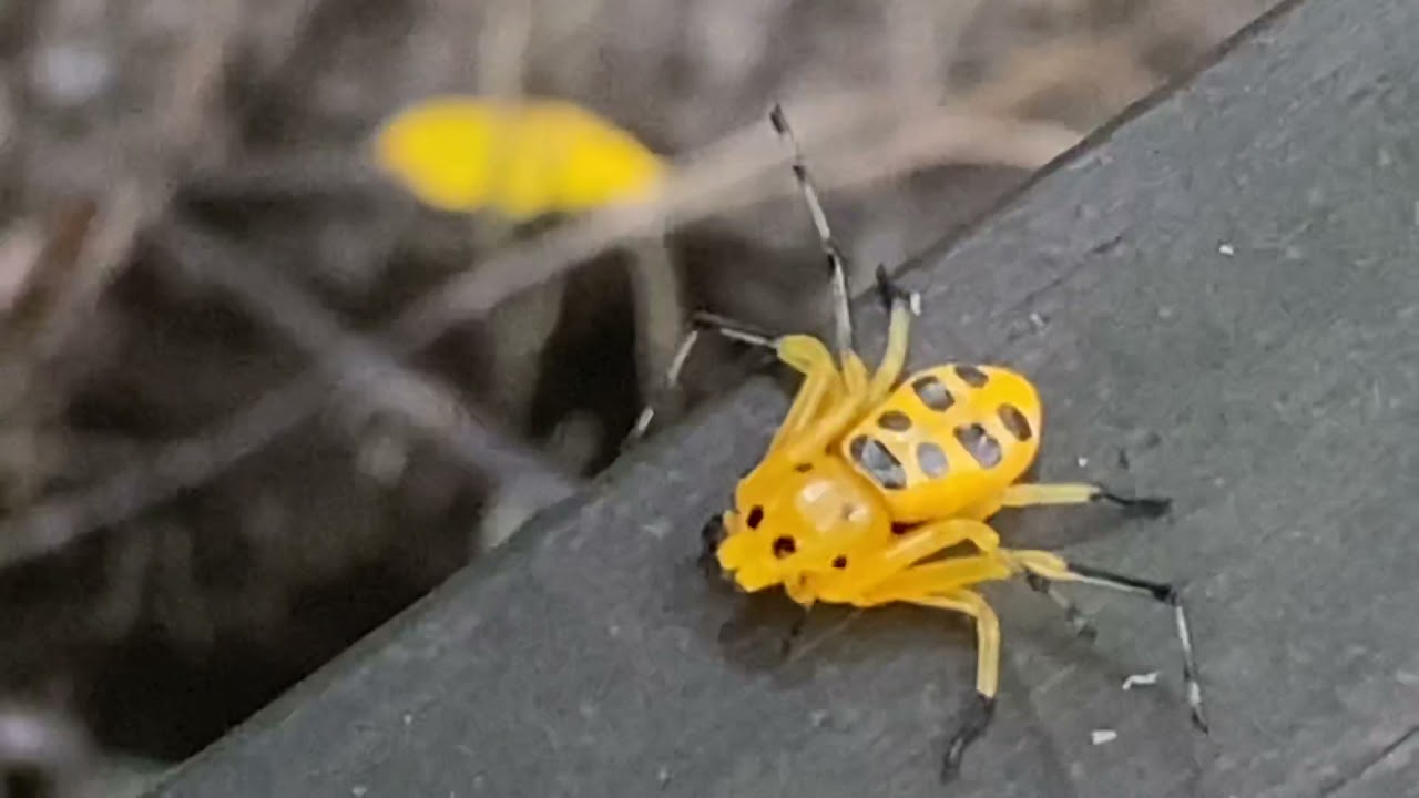 8 spotted crab spider