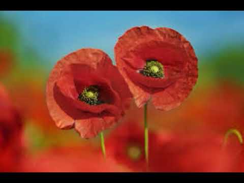 “სიყვარულის ფერები“ მაია სიჭინავა/Maia Sitchinava  - \"Colors of love\"