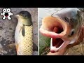 Mutant Fish Taking Over Waters Around the World