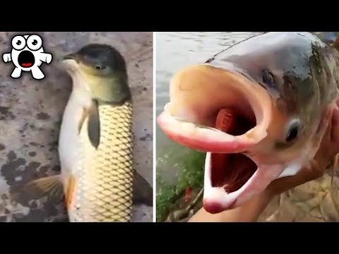 Video: Mutant fish in our rivers