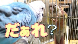 生後4ヶ月のウロコインコ、セキセインコと対面　Budgie・Pyrrhura molinae