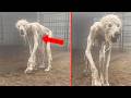Disturbing Real Mutations Found In Humans And Animals