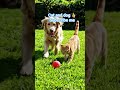 #cat and d🐕🐶 🐈😺 #cartoonvideo pelese subscribe me please 👍❤️❤️❤️❤️