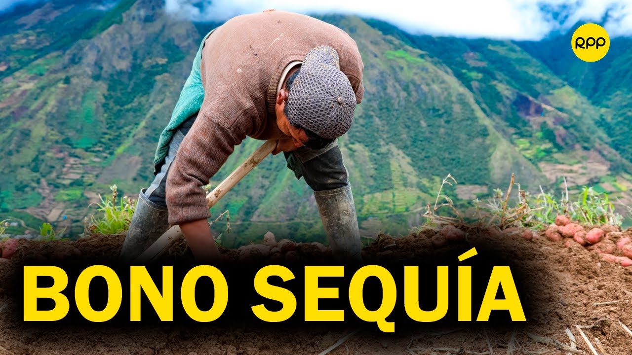Comienza pago del 'Bono Sequía': "Van a cobrar S/800 por hectárea con ...
